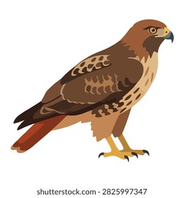 Red-tailed hawk bird clipart vector illustration, featuring a majestic raptor design