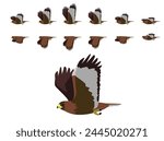 Red-Tailed Hawk Flying Animal Animation Sequence Cartoon Vector