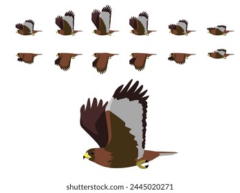 Vector de dibujos animados de la secuencia de animación del animal volador del halcón de cola roja