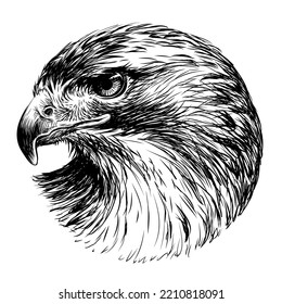 Red-tailed hawk. Graphic, black-and-white portrait of a hawk in sketch style on a white background. Digital vector graphics.