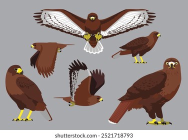 Red-Tailed Hawk Poses Bird Vector Illustration