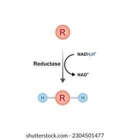 Reductase Enzyme Function Concept Design. Vector Illustration.