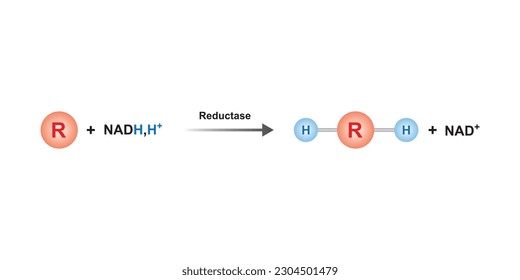 Reductase Enzyme Function Concept Design. Vector Illustration.