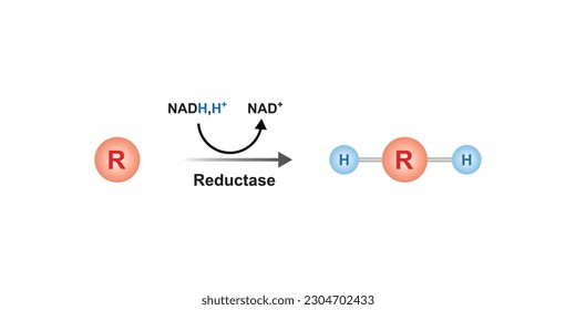 Reductase Enzyme Function Concept Design. Vector Illustration.