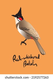 Red-whiskered Bulbul Pycnonotus jocosus Bird