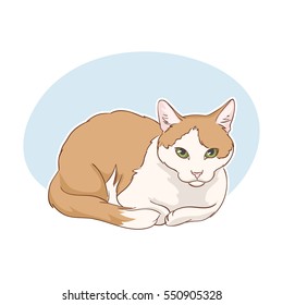 Red-white cat, colored vector Illustration.