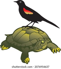 Redwing blackbird perched on a turtle
