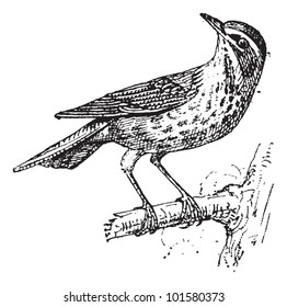 Redwing or Turdus iliacus, Perched on a Branch, vintage engraved illustration. Dictionary of Words and Things - Larive and Fleury - 1895