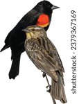 Red-winged Blackbird (Agelaius phoeniceus) Male and Female Isolated