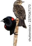 Red-winged Blackbird (Agelaius phoeniceus) Male and Female Isolated