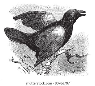Red  winged Blackbird (Angelaius Phoeniceus)  vintage engraved illustration  Trousset encyclopedia (1886    1891) 