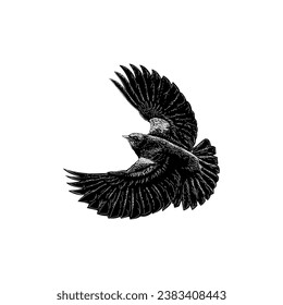 Red-winged blackbird hand drawing vector isolated on white background.