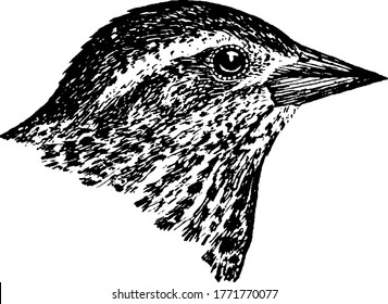 The Red  winged Blackbird  passerine bird the family Icteridae  found in most North   much Central America  vintage line drawing engraving illustration 