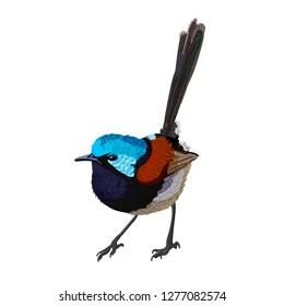 Red-winged fairywren. A settled passerine of southwestern Western Australia. Having a narrow pointed beak, iridescent silver-blue crown, red upper wing, contrasted with a black throat, gray-brown tail