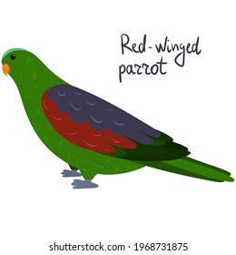 Red-winged parrot in cartoon style on white background. Vector hand drawn illustration. Aprosmictus erythropterus