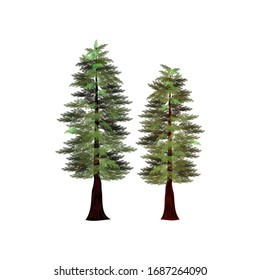 Redwood Tree, The Tallest Trees In The World, Vector Illustration.