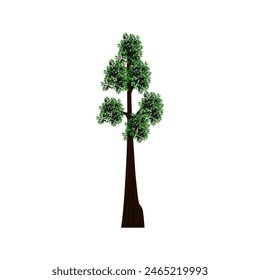 redwood tree, the tallest trees in the world, vector illustration.