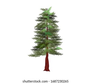 redwood tree vector illustration, the tallest tree in the world. Sequoiadendron giganteum plant logo.