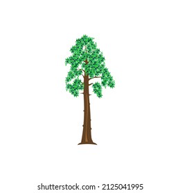 Redwood Tree Vector Illustration, The Tallest Tree In The World. Sequoiadendron Giganteum Plant Logo.