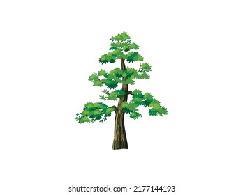 redwood tree vector illustration, the tallest tree in the world. Sequoiadendron giganteum plant logo. sequoia tree. svg