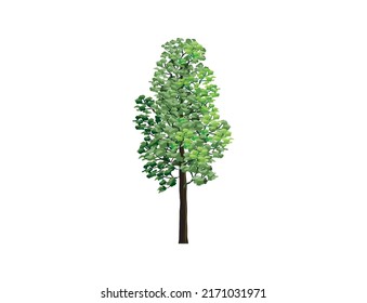 Redwood Tree Vector Illustrations Isolated On White