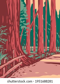 Redwoods in the Avenue of the Giants Surrounded by the Humboldt Redwoods State Park Located in Arcata California WPA Poster Art