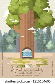 Redwoods park in California vector colorful poster. State parks. World's tallest trees.
