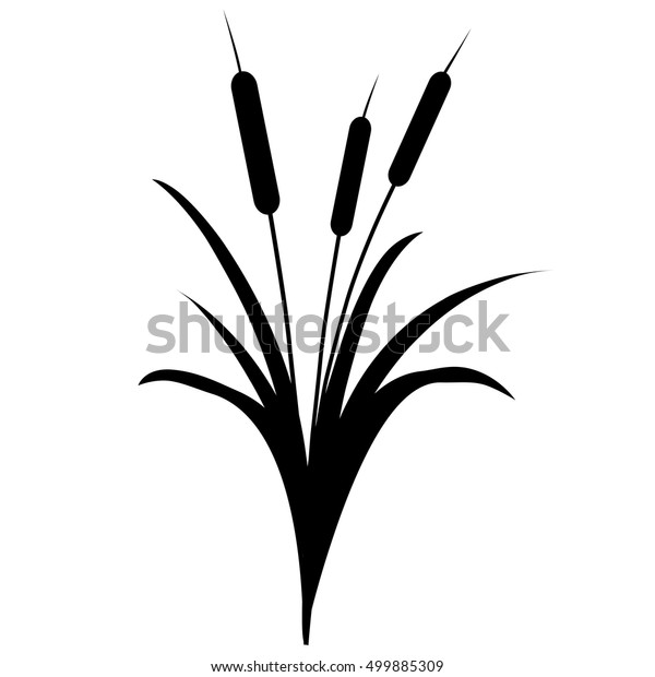 Reed Black White Isolated On White Stock Vector (Royalty Free) 499885309