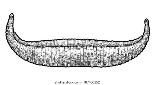 Reed boat illustration, drawing, engraving, ink, line art, vector