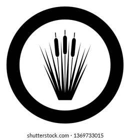 Reed Bulrush Reeds Club-rush ling Cane rush icon in circle round black color vector illustration flat style simple image