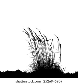 Reed or bulrush  silhouette on a white background, vector illustration