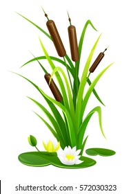 Reed bush thicket plant with green leaves and water lily flowers vector illustration. Isolated white background