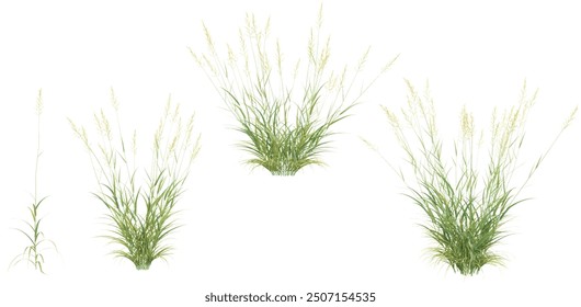 Reed canary grass collection with realistic style