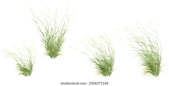 Reed canary grass isolated on white background, tropical trees isolated used for design, advertising and architecture