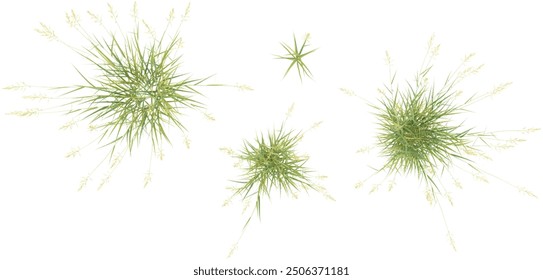 Reed canary grass isolated on white background, tropical trees isolated used for design, advertising and architecture,from top view