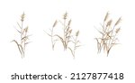 Reed cane thickets - a set of flat compositions. Vector illustration. 