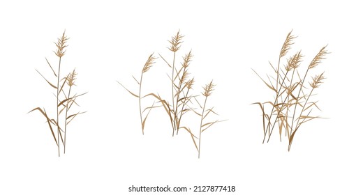 Reed cane thickets - a set of flat compositions. Vector illustration. 