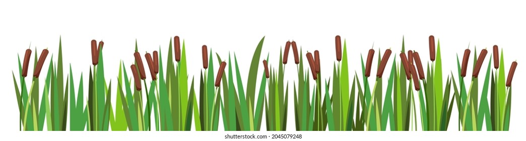 Reed and cattail. Isolated element of summer swampy wild landscape. Horizontally composition. Overgrown bank of a pond or river. Illustration vector.