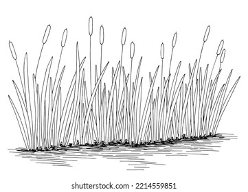 Reed cattail pond graphic black white lake isolated sketch illustration vector