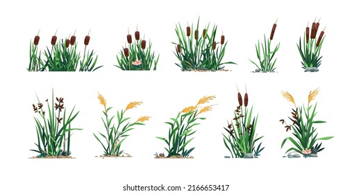 Reed and cattails. Swamp bulrush grass and lake botany, cartoon river marsh and pond flora, computer game asset. Vector isolated set. Natural environment vegetation elements, floral bloom