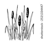 Reed, coastal plant, grass. Bank of a river, lake. Nature and vegetation. Fishing, duck hunting. Vector drawing with black outline.