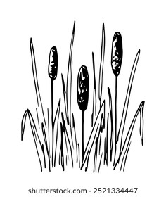 Caña, planta costera, hierba. Orilla de un río, lago. Naturaleza y vegetación. Pesca, caza de patos. Dibujo de Vector con contorno negro.