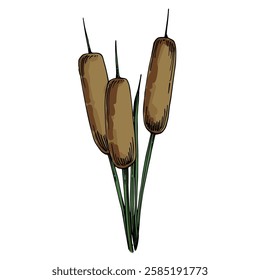 Reed of color vector drawings isolated on a white background.