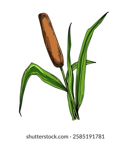 Reed of color vector drawings isolated on a white background.