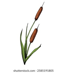 Reed of color vector drawings isolated on a white background.