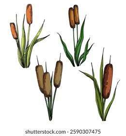 Reed of color vector drawings isolated on a white background.