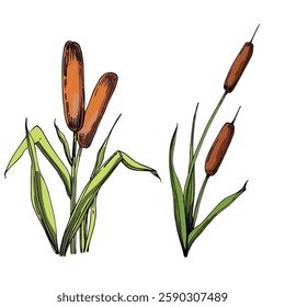 Reed of color vector drawings isolated on a white background.