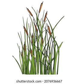 Reed cut out on a white background hand-drawn. Vector ink illustration bulrush.