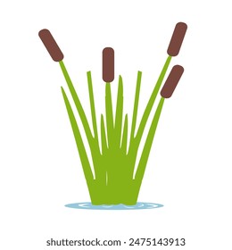 reed in flat style isolated on white background. Vector illustration.