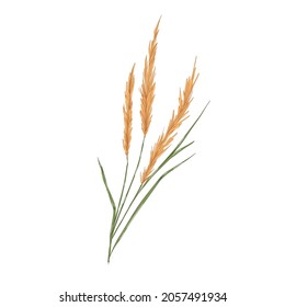 Reed grass, field plant with spikes. Botanical realistic drawing of Calamagrostis. Vintage smallweed with leaf. Hand-drawn vector illustration isolated on white background.